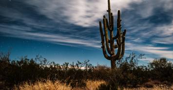 Tucson Cactus