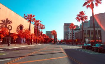 Street with palm trees