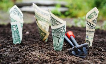 dollar bills planted in a garden to illustrate proactive solutions to sustainability challenges